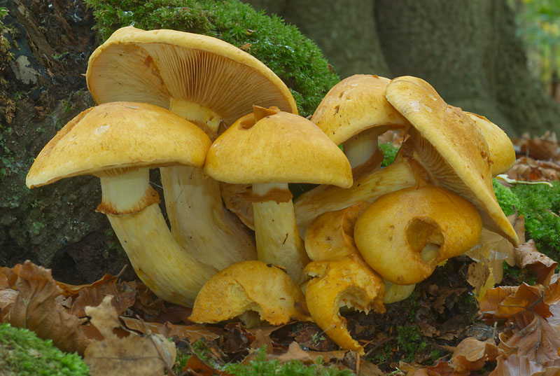 Gymnopilus junonius